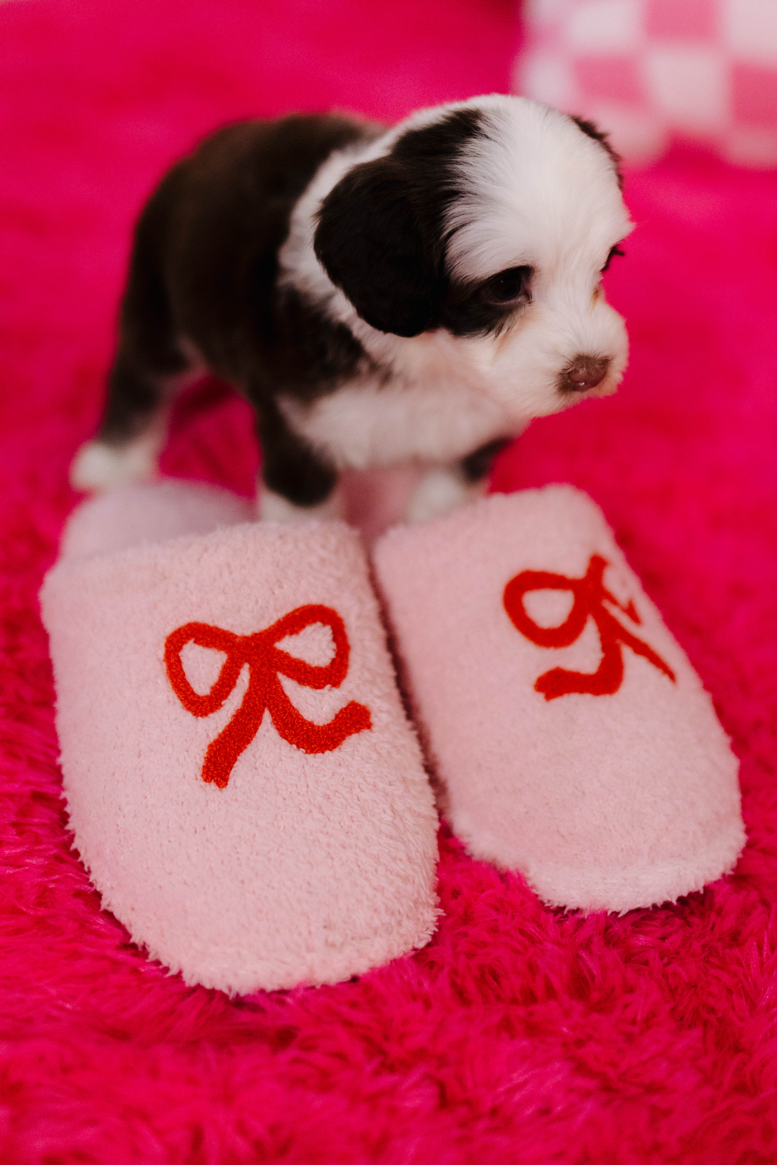 Small black and white dog standing on pink slippers with red bows on a pink background