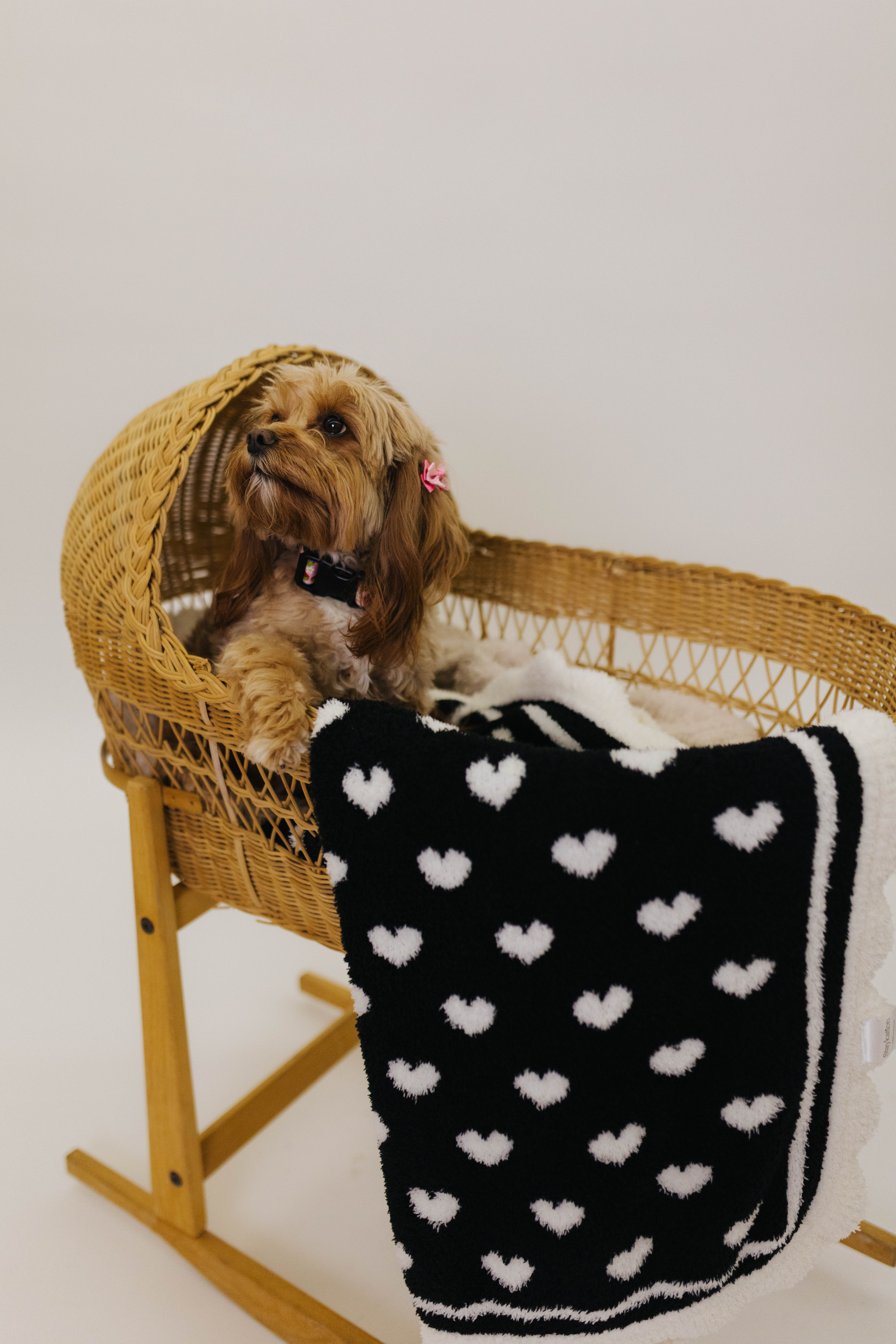 Dog in a wicker basket with a black and white heart-patterned blanket on a plain background